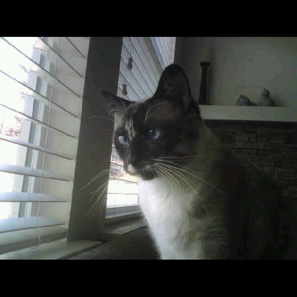 Meet your Posher, Anjeanette - Picture 2 of 4